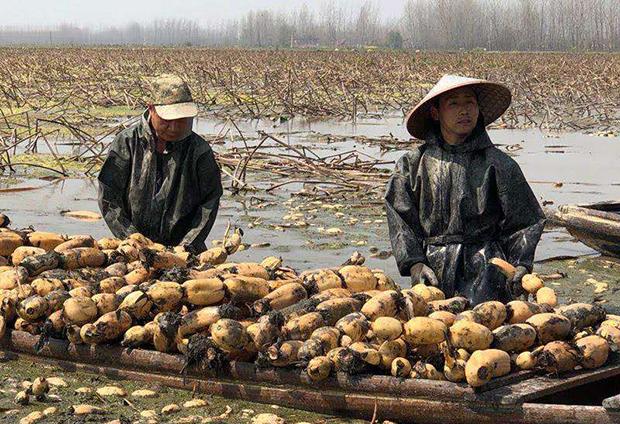 如何走出农产品"卖难买贵"困境? 应城畅通"四个渠道"破解"两难"困局