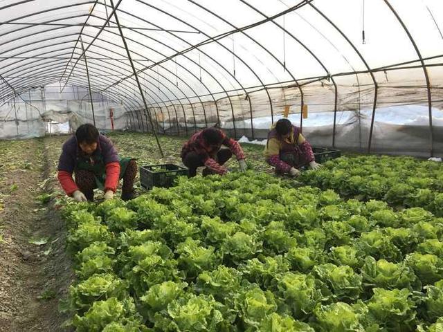 雪未融,不过马大嫂可以放心,农产品量很足